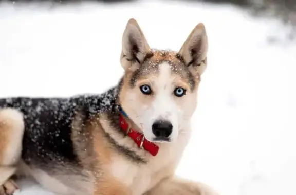 Собаки потеряшки, муниципальный округ Чехов, фото: Потеряшка собака, МО, метис овчарки пугливая
