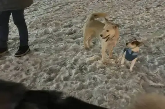 Найдена собака, Ижевск, фото: Найдена собака, ул. Шишкина 5/3, Первомайский