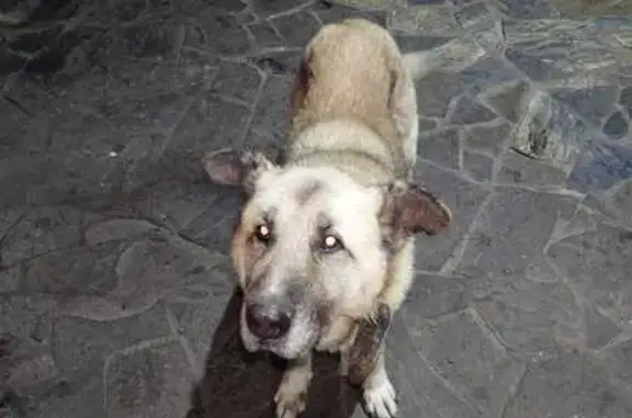 Найдена собака, Кольчугино, фото: Собака найдена: Ульяниха, Раздольевское СП