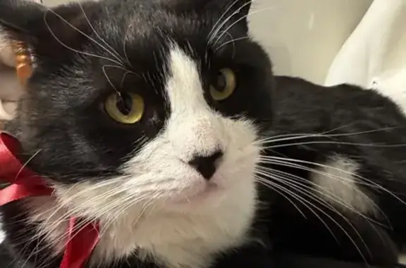 Пропала кошка Барсик, ул. Толстого 4