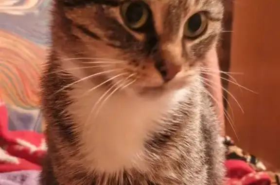 Пропала кошка, ул. Посконкина 6, Котовск