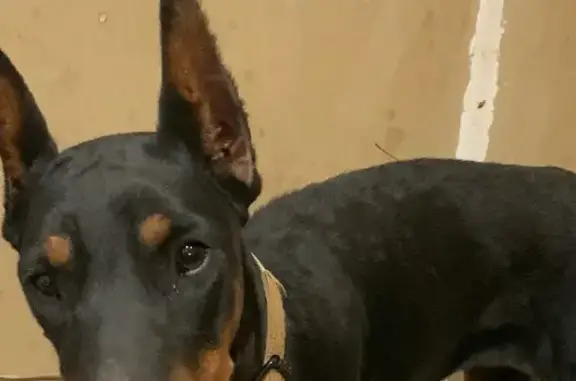 Пропала собака, Наумовский с/с, Башкортостан