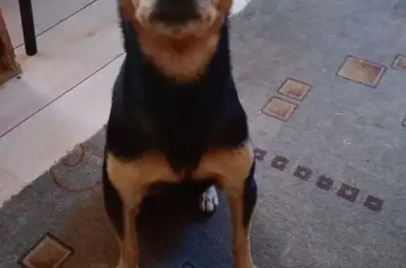 Пропала собака, ул. Урицкого 46, Богородицк