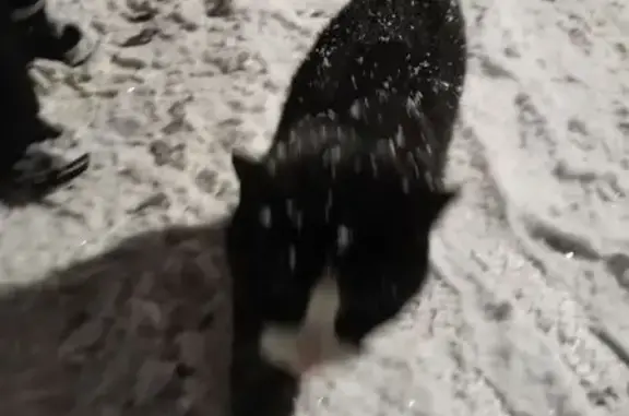 Найденные животные Архангельск, фото: Кошка найдена у Троицкого пр., 100 к4