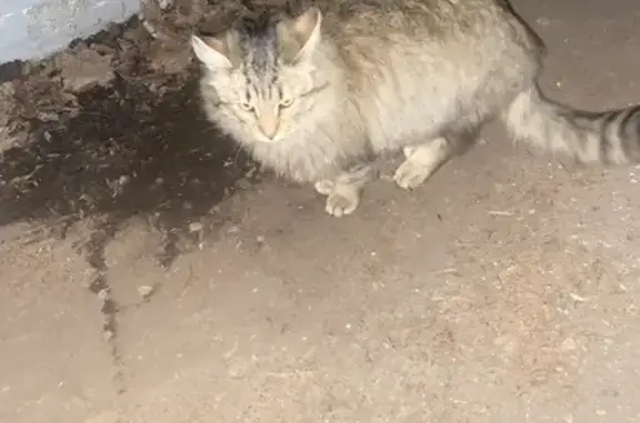 Найдена кошка, Подольск, фото: Кошка найдена: Ленина 7, Подольск