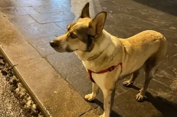 Найдена собака, Москва, фото: Собака найдена: Велозаводская 11/1