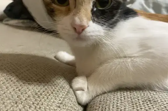 Найдена кошка, Уфа, фото: Кошка найдена на Софьи Перовской 44/2