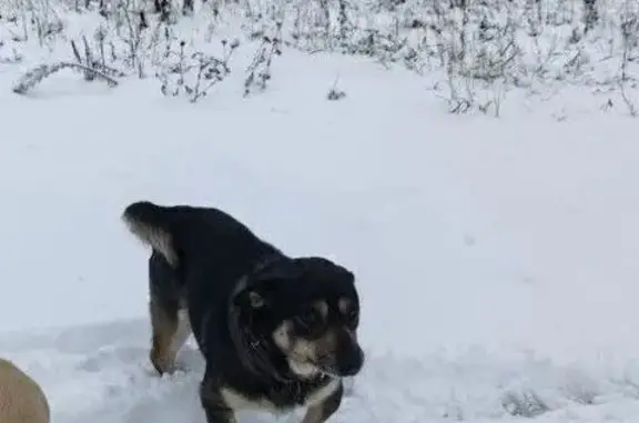 Найдена собака, Фокино, фото: Найдена собака в Фокино, Брянская обл.