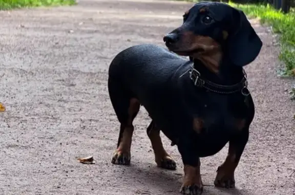Пропала такса Луна, Поречье, Звенигород