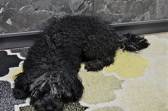 Найдена собака, Челябинск, фото: Собака найдена: Комсомольский пр., 61