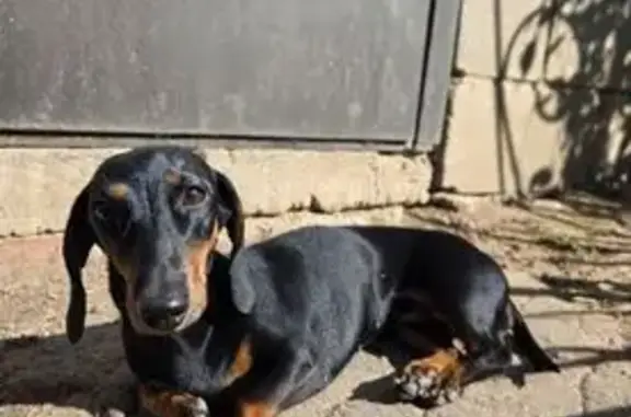 Пропала такса, Георгиевский пр., к1621