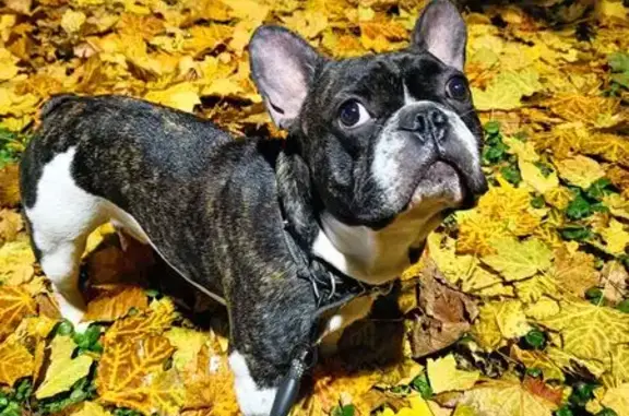 Пропала собака, пр. Фрунзе, Ярославль