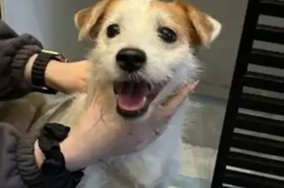 Найдена собака, Нижний Новгород, фото: Джек рассел найден, ул. Горького 43, НН