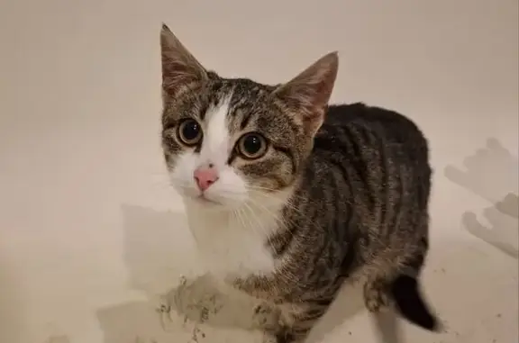 Объявления о пропавших и найденных животных, Калязин, фото: Найдена кошка, ул. Коминтерна, Калязин