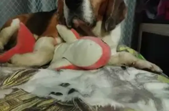 Пропала собака, Мшинское сельское поселение