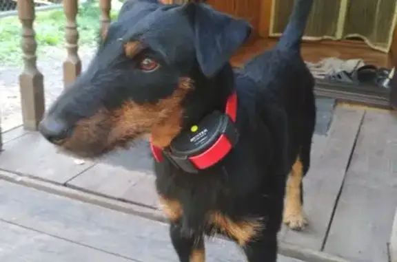 Пропала собака, МО