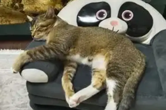 Пропала кошка, Колхозная ул., Тамбов