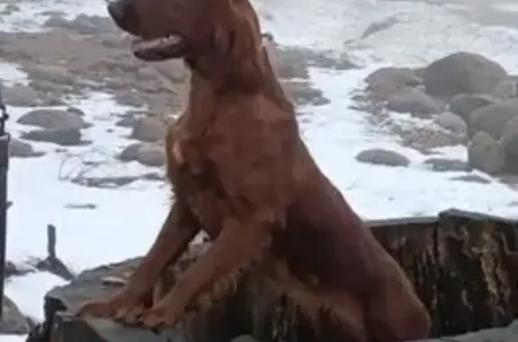 Пропала собака в Майнило, Ленобласть