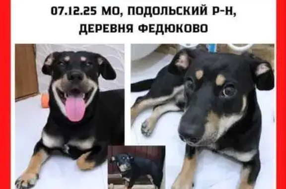 Найдена собака, Федюково, фото: Собака найдена, Федюково, МО