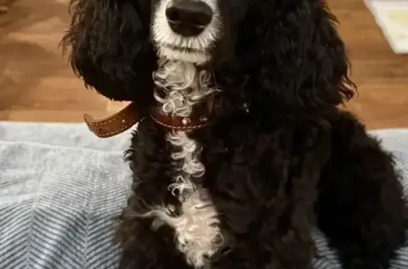 Пропал щенок в Торбеево, МО