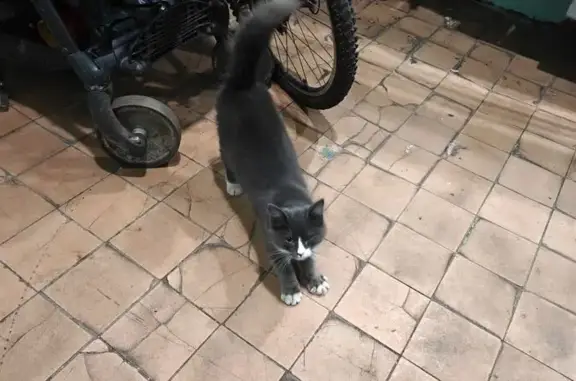 Найдена кошка, Москва, фото: Кошка найдена, Кустанайская ул., 11, Москва