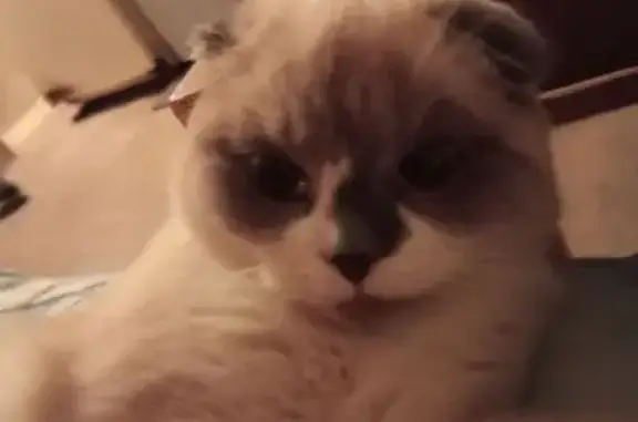 Кошки потеряшки, Светлоград, фото: Потеряшка кошка, Светлоград, педучилище