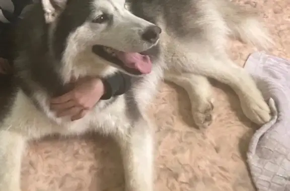 Пропала хаски, Кунгур, Пермский край