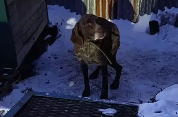 Найдена собака, Хабаровск, фото: Собака найдена на ул. Горького, Хабаровск