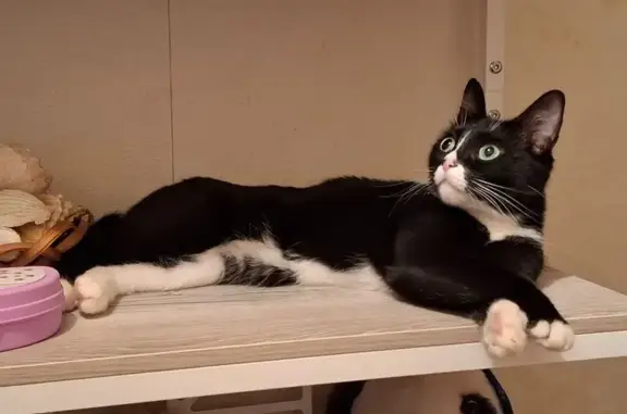 Пропала кошка, Мончегорская 18А, НН