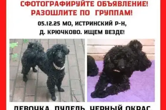 Собаки потеряшки, Крючково, фото: Потеряшка собака в Крючково, 46К-9100