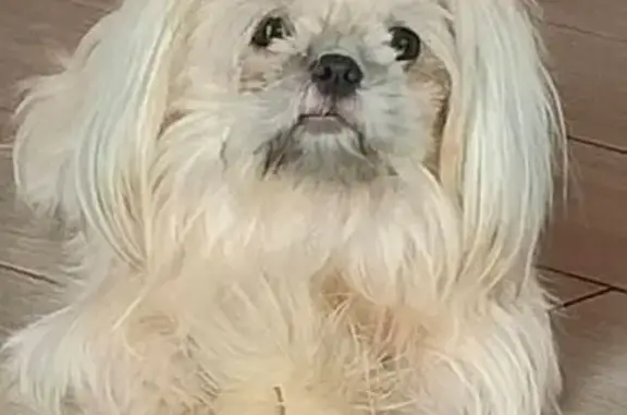 Собаки потеряшки, Обнинск, фото: Потеряшка собака, проезд Полянка, Обнинск