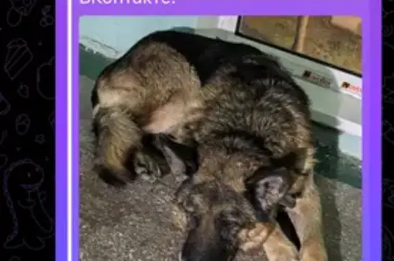 Пропала собака, Сандарово 46Н-12396