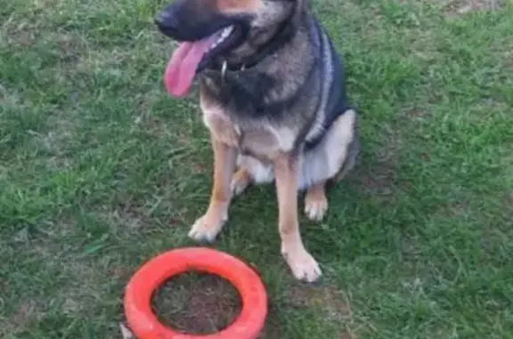 Пропала собака на ул. Б. Хмельницкого, Пермь