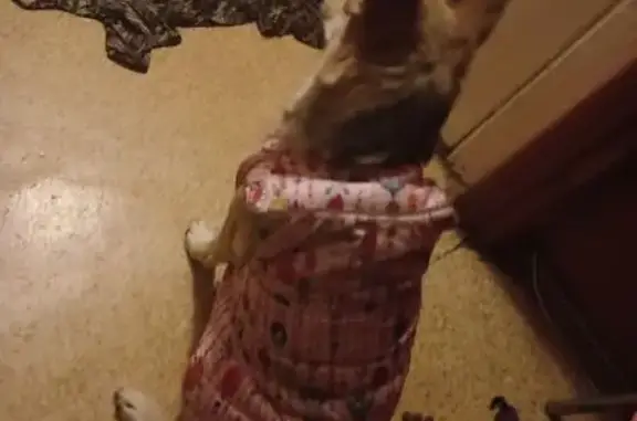 Пропала собака на Ташкентской 123, Самара