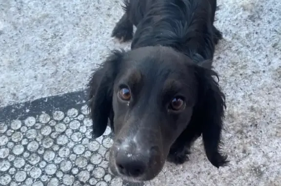 Найдена собака, Иркутск, фото: Собака найдена: ул. Рабочего Штаба, 12