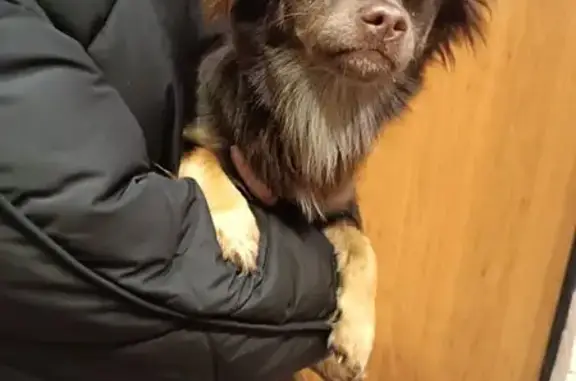 Найдена собака, Калининград, фото: Собака найдена на В. Фермора, 8, Калининград