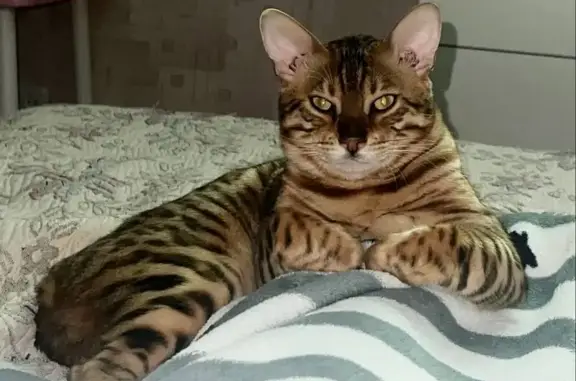 Пропала кошка, ул. Маршала Захарова 11