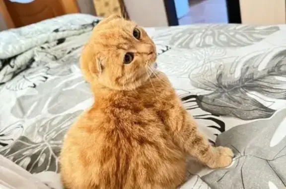 Пропала кошка, Морозовский, Краснодарский край