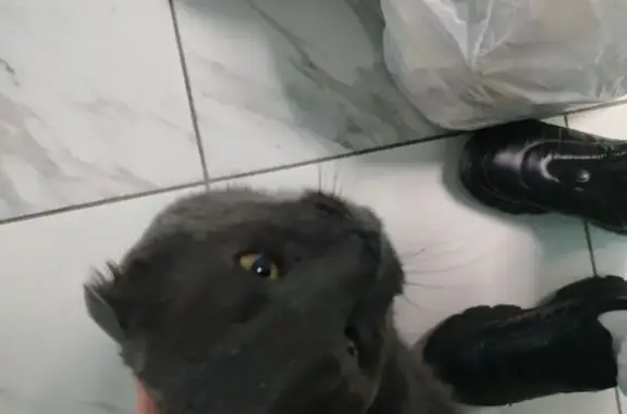 Найдена кошка, Новосибирск, фото: Британская кошка найдена на Бородина, 56