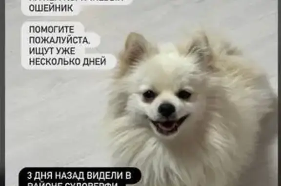 Пропала собака, Славянская 23, Хабаровск