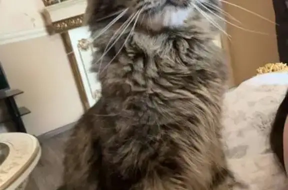 Пропала кошка мейн кун, ул. Репина, 23