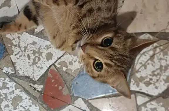 Найдена кошка, , фото: Бенгальская кошка найдена на Ермекова 29/4