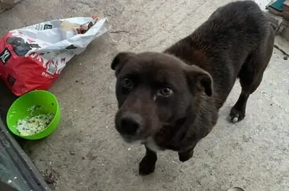 Найденные животные Николаевский сельсовет, фото: Собака найдена в Ушаково, Башкортостан