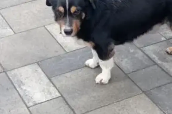 Найдена собака, Ростов-на-Дону, фото: Собака найдена: Мурманская ул., 84, Ростов-на-Дону