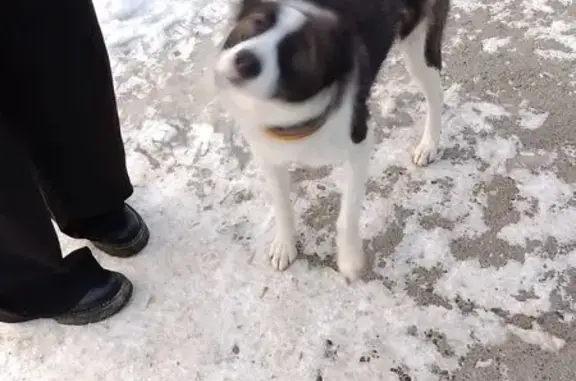 Объявления о пропавших и найденных животных, Ишим, фото: Собака найдена: Орджоникидзе, 12, Ишим