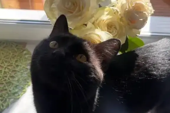 Пропал кот на Айдарова, 24, Казань