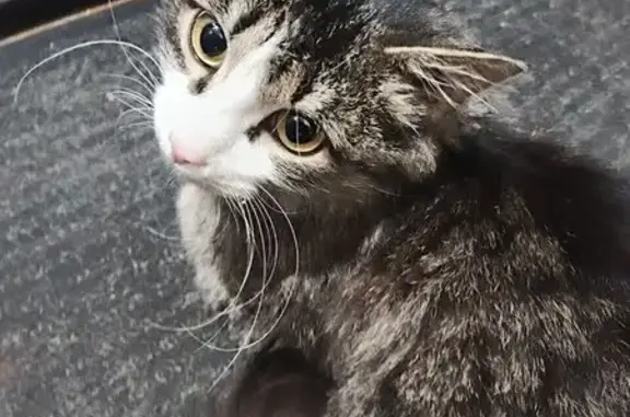 Объявления о пропавших и найденных животных, Абакан, фото: Пропал котёнок, ул. Крылова, 94, Абакан