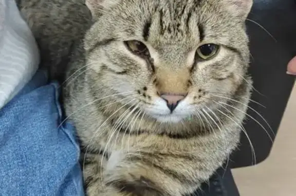 Найдена кошка, Москва, фото: Кошка найдена: Херсонская ул., 39, Москва