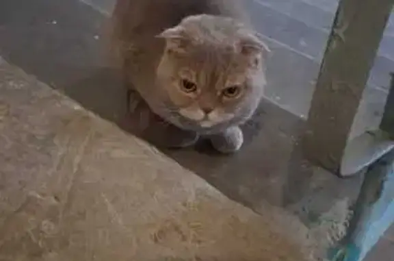 Найдена кошка, Волгоград, фото: Кошка найдена: Краснополянская, Волгоград