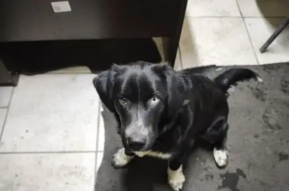 Найдена собака, Тюмень, фото: Найдена собака, ул. Республики 256 к3, Тюмень